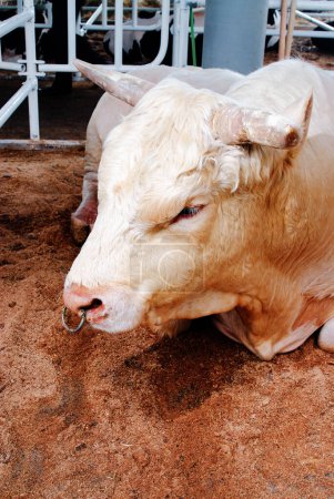 Foto de Retrato de vacas en establo comiendo heno. Industria ganadera lechera. - Imagen libre de derechos