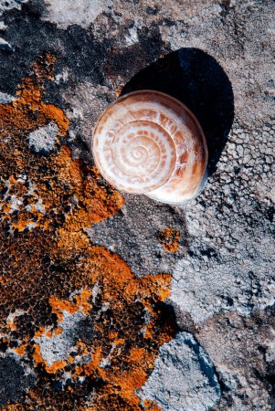 Téléchargez les photos : Coquille d'escargot vide sur la pierre de roche - en image libre de droit