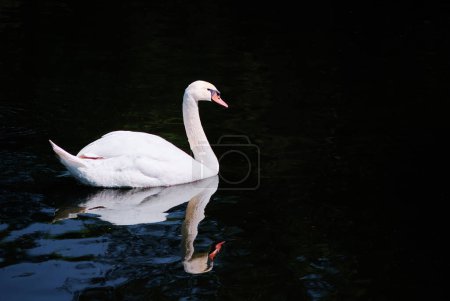 Foto de Cisne blanco en el lago con fondo azul oscuro - Imagen libre de derechos