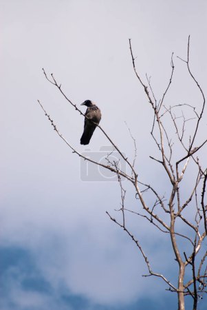 Téléchargez les photos : Le corbeau est assis sur une branche d'arbre - en image libre de droit