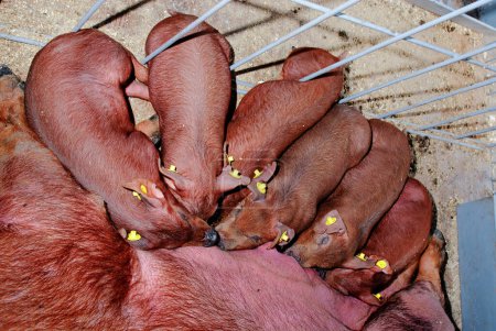Foto de Pequeños lechones en la granja. Cerdo en el establo. - Imagen libre de derechos