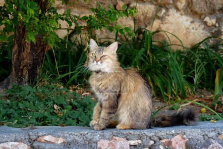 Foto de Lindo gato gatito gris al aire libre - Imagen libre de derechos