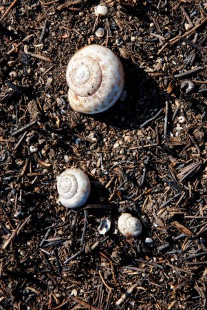 Foto de Cáscara de caracol vacía en el suelo - Imagen libre de derechos