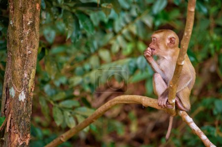 Foto de Lindo mono se sienta cerca de la carretera en Tailandia - Imagen libre de derechos