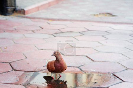 Téléchargez les photos : Pigeon brun rouge colombe dans une flaque d'eau sur la rue de la ville - en image libre de droit