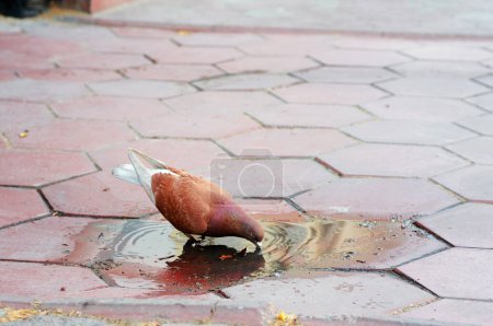 Téléchargez les photos : Pigeon brun rouge colombe dans une flaque d'eau sur la rue de la ville - en image libre de droit