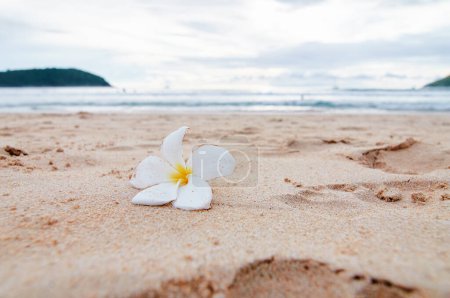 Téléchargez les photos : Frangipani plumeria fleur sur la plage de sable - en image libre de droit