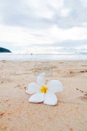 Téléchargez les photos : Frangipani plumeria fleur sur la plage de sable - en image libre de droit