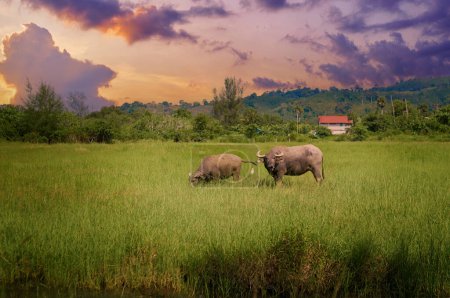 Asiático toros en un agricultura asiático campo en la puesta del sol