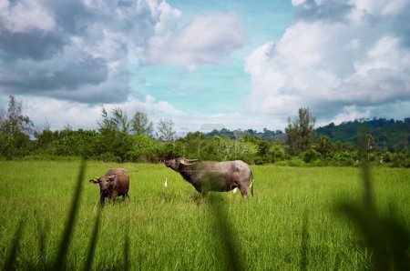 Asiático vacas en un agricultura asiático campo bajo azul cielo