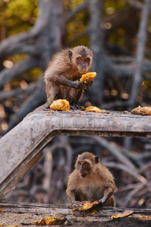 Photo for Adult monkey eating mango fruits outdoors. - Royalty Free Image