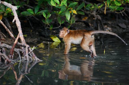 Foto de Un mono lindo vive en un bosque de manglares de Tailandia. - Imagen libre de derechos
