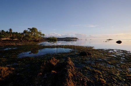Landschaft mit Mangrovenbäumen am Korallenstrand bei Ebbe.