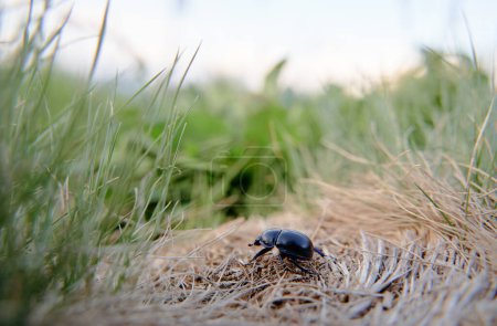 Foto de Vida silvestre. Escarabajo negro en la hierba verde. - Imagen libre de derechos