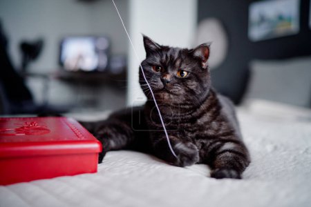 Téléchargez les photos : Adorable chat écossais tabby noir jouant avec du fil à la maison - en image libre de droit