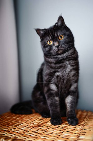 Téléchargez les photos : Adorable chat écossais noir tabby. - en image libre de droit