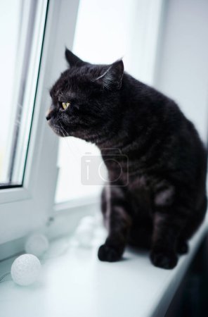 Photo for Portrait of adorable black stripped cat on the window - Royalty Free Image