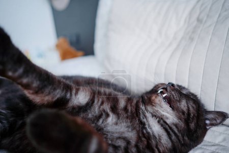 Entzückende schottische schwarze Tabby-Katze spielt auf dem Bett