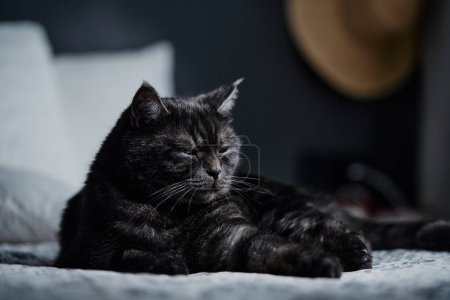 Photo for Adorable black cat lying on the bed at home. - Royalty Free Image