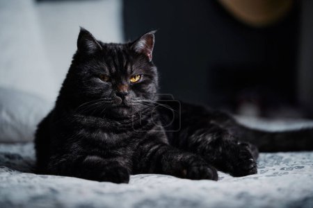 Foto de Adorable gato negro acostado en la cama en casa. - Imagen libre de derechos