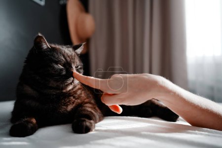 Photo for Adorable scottish black tabby cat bitting his owner's hand. - Royalty Free Image