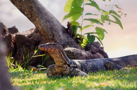 The Asian water monitor (Varanus salvator) is a large varanid lizard native to South and Southeast Asia.