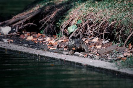 Le moniteur d'eau asiatique (Varanus salvator) est un grand lézard varanide originaire d'Asie du Sud et du Sud-Est.