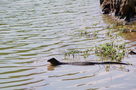 Le moniteur d'eau asiatique (Varanus salvator) est un grand lézard varanide originaire d'Asie du Sud et du Sud-Est.