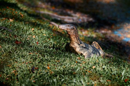 El monitor de agua de Asia (Varanus salvator) es un gran lagarto varánido nativo del sur y sudeste de Asia..