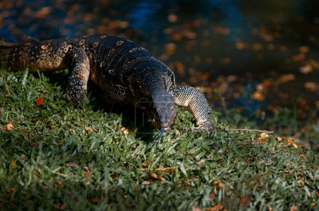 The Asian water monitor (Varanus salvator) is a large varanid lizard native to South and Southeast Asia.