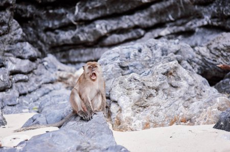 Photo for Angry macaque monkey on the rock sand beach. - Royalty Free Image