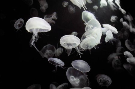 Foto de Acuario con hermosas medusas. - Imagen libre de derechos