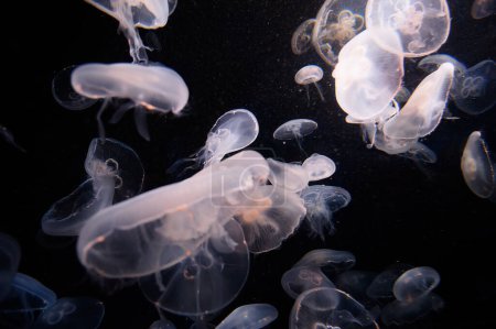 Aquarium with beautiful medusa jellyfish.
