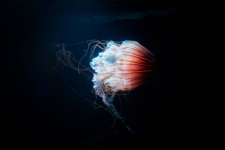 Aquarium avec de belles méduses méduses.