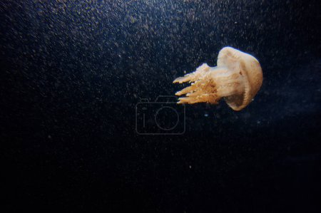 Acuario con hermosas medusas.