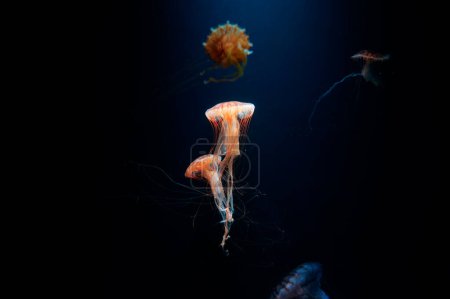 Aquarium mit schönen Medusenquallen.