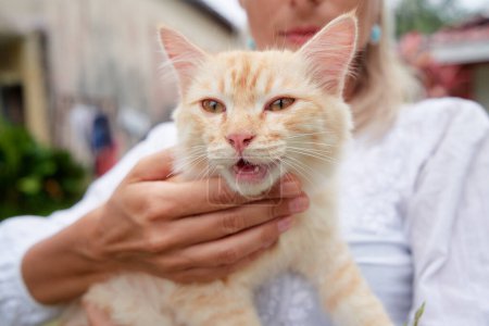 Téléchargez les photos : Femme tenant chat tabby jaune - en image libre de droit