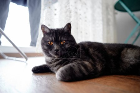 Foto de Adorable escocés negro tabby gato - Imagen libre de derechos