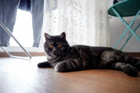 Téléchargez les photos : Adorable chat écossais noir tabby - en image libre de droit