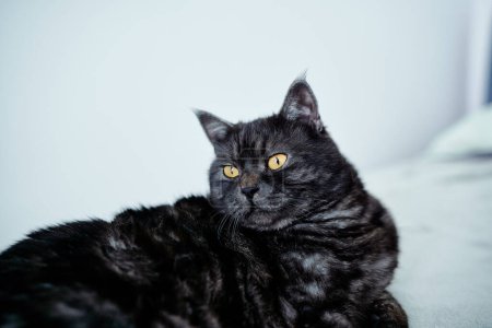 Photo for Adorable scottish black tabby cat - Royalty Free Image