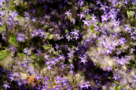 Téléchargez les photos : Bellflowers couvert par une peluche de peuplier - en image libre de droit