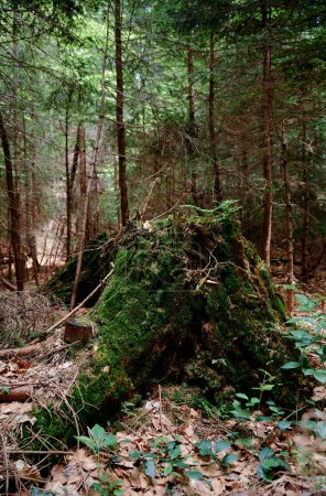Téléchargez les photos : Belle forêt avec mousse et pins - en image libre de droit