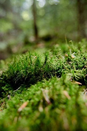 Green moss textured plant in the forest