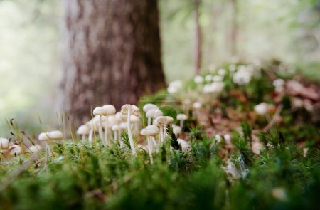 Photo for Agaric forest mushrooms on the green moss - Royalty Free Image