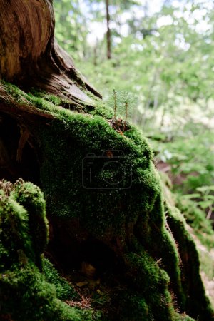 Photo for Green moss textured plant in the forest - Royalty Free Image
