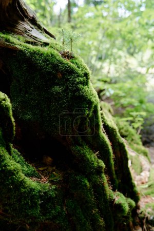 Green moss textured plant in the forest