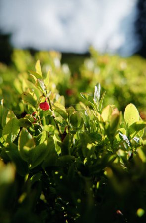 Foto de Vaccinium myrtillus. Planta de arándanos o arándanos en el bosque. - Imagen libre de derechos