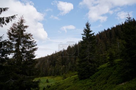 Téléchargez les photos : Beau paysage de montagne avec forêt verte. Carpates, Ukraine.Beau paysage de montagne avec forêt verte. Carpates, Ukraine. - en image libre de droit
