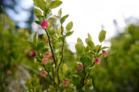 Vaccinium myrtillus. Blueberry or billberry plant in the forest.
