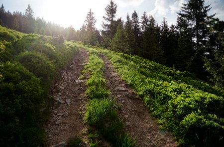 Photo for Beautiful summer landscape with a path in the mountain forest. - Royalty Free Image